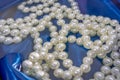 Natural White Pearls in the water on a blue silk texture close-up. Pendants on the neck.