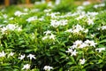 Natural white sampaguita jasmine flower blooming in garden background Royalty Free Stock Photo