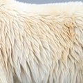 Natural White Sheep Wool Texture Background Royalty Free Stock Photo