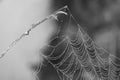 Natural white spider web with morning dew water drop with branch of wood background