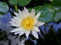 Natural white Water Lily Flower of sri lanka Royalty Free Stock Photo