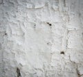 Whitewashed tree bark texture or background, closeup in daylight. Royalty Free Stock Photo