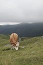 Closeup on a typical Austrian alpine landscape of cattle , cow on a hillside grassland with mountain background