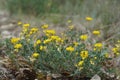 Natural wide-angle closeup on yellow flowers of the horseshoe vetch, Hippocrepis comosa in a meadow Royalty Free Stock Photo