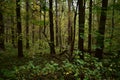 Natural wild deciduous forest. Thick, tall, green grass. Lush undergrowth