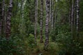 Natural wild deciduous forest. Thick, tall, green grass. Lush undergrowth of plants. Birch