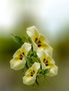 Natural wild flowers plant on solid blur background