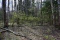 Natural wild impenetrable forest. Birch grove. Spring foliage on the trees. A sunny Royalty Free Stock Photo