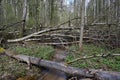 Natural wild impenetrable forest. The stream is littered with trees. The first spring foliage and grass. Moss Royalty Free Stock Photo