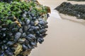 Natural and wild mussels on rocks Royalty Free Stock Photo