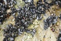 Natural and wild mussels on rocks Royalty Free Stock Photo