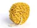 A natural wild sponge