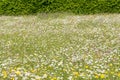 Natural wildflower meadow - protection of species