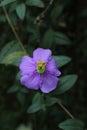 A natural wildflower papule color and dark background