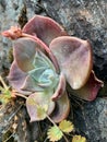 Natural Wildflower Plant Growing Out of Rock California