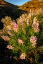 Natural wildflowers in the hills with spring colors