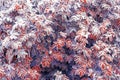 Natural winter autumn background. Multicolored bush leaves in white frost and snow.