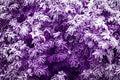 Natural winter autumn background. Violet bush leaves in white frost and snow. Royalty Free Stock Photo