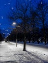 Natural winter background, cityscape. Night view of the winter snow-covered alley in the city park. Snowy tree, Royalty Free Stock Photo