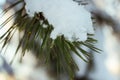 natural winter background with long green pine needles covered with fluffy snow Royalty Free Stock Photo