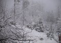 Natural winter background - snow in forest Royalty Free Stock Photo