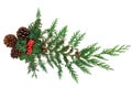 Natural Winter Greenery with Holly Cedar & Pine Cones Royalty Free Stock Photo