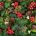 Natural Winter Greenery Holly and Flora Background Royalty Free Stock Photo