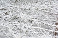 Natural winter texture, natural winter lace. Forest with tree branches covered with white snow after a blizzard and heavy snowfall Royalty Free Stock Photo