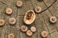 Natural wood background. Acacia seeds, walnut shells, caps of acorns on a stump