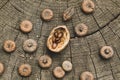 Natural wood background. Acacia seeds, walnut shells, caps of acorns on a stump