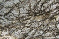 Natural wood bark Texture