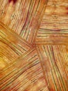 Madera grano textura 