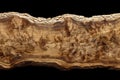 Natural Wood Grain Texture of Walnut Tree Slab Isolated on Black Background Royalty Free Stock Photo