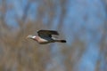 Wood pigeon dove columba palumbus in flight branch in beak Royalty Free Stock Photo