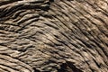Natural wood surface,Abstract backgrounds and textures. Royalty Free Stock Photo