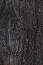 Natural wood texture background closeup of old tree bark. Abstract background, nature tree wallpaper. Royalty Free Stock Photo