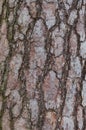 Natural wood texture background closeup of old tree bark. Abstract background, nature tree wallpaper Royalty Free Stock Photo