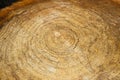 Natural wood texture of cut tree trunk. Close-up wooden cut structure. Willow tree. Sale. Selective focus