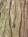 Natural wood texture. Damage background