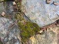 Natural Organic Stone and Moss Texture