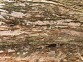 Natural Redwood Winter Tree Bark Texture