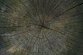 Natural wood texture of old pruned tree Royalty Free Stock Photo
