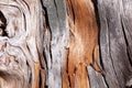 Natural wood texture. Old tree trunk background Royalty Free Stock Photo