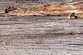 Natural wood texture. Old tree trunk background Royalty Free Stock Photo