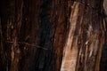 Natural wooden background of chestnut tree burned by lightning