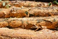 Natural wooden background. closeup of chopped firewood. Pile of wood logs Royalty Free Stock Photo