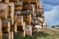 Natural wooden background - closeup of chopped firewood. Firewood stacked and prepared for winter Pile of wood logs Royalty Free Stock Photo