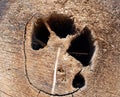 Natural wooden background - closeup of chopped firewood. Firewood stacked and prepared for winter Pile of wood logs Royalty Free Stock Photo