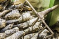 Natural wooden background - closeup pile of firewood. Preparation of firewood for the winter and use for cooking Royalty Free Stock Photo