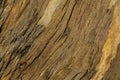 Natural wooden background, texture of tree bark Royalty Free Stock Photo